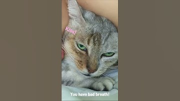 Wild street cat hisses at me l Funny & cute cat