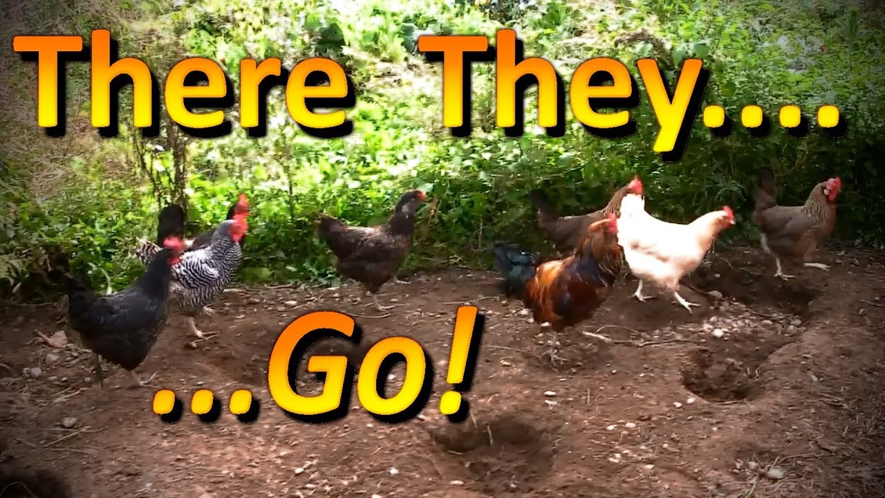 Chickens Tilling the Soil Letting the Chickens Back into the Garden