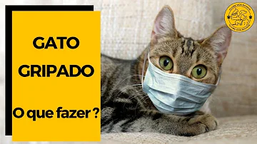 O que pode ser quando o gato fica espirrando?