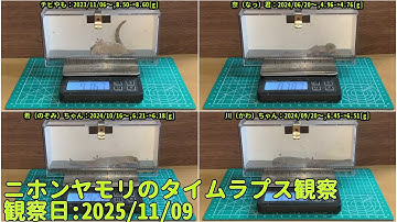 【Memorandum】 2025年11月09日 RPi-Cam-Web-Interfaceを用いたニホンヤモリのTimelapse観察