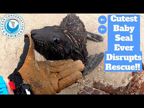 Video: Pet Scoop: Young Seal Released After Rehab in Maine, Monyet Curiga Membawa Selfies