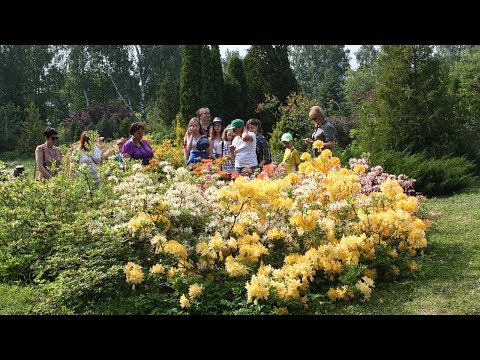 Видео: Выращивание комариного папоротника: как вырастить комариный папоротник