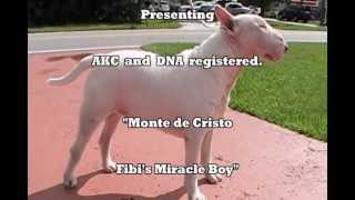 Mr Wally, At Stud To Aproved Females Anywhere.