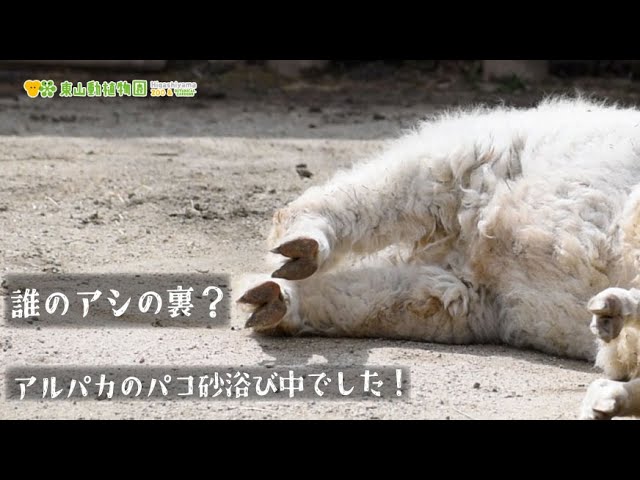 東山動植物園公式】誰のアシの裏かな？アルパカのパコ、のんびり砂浴び