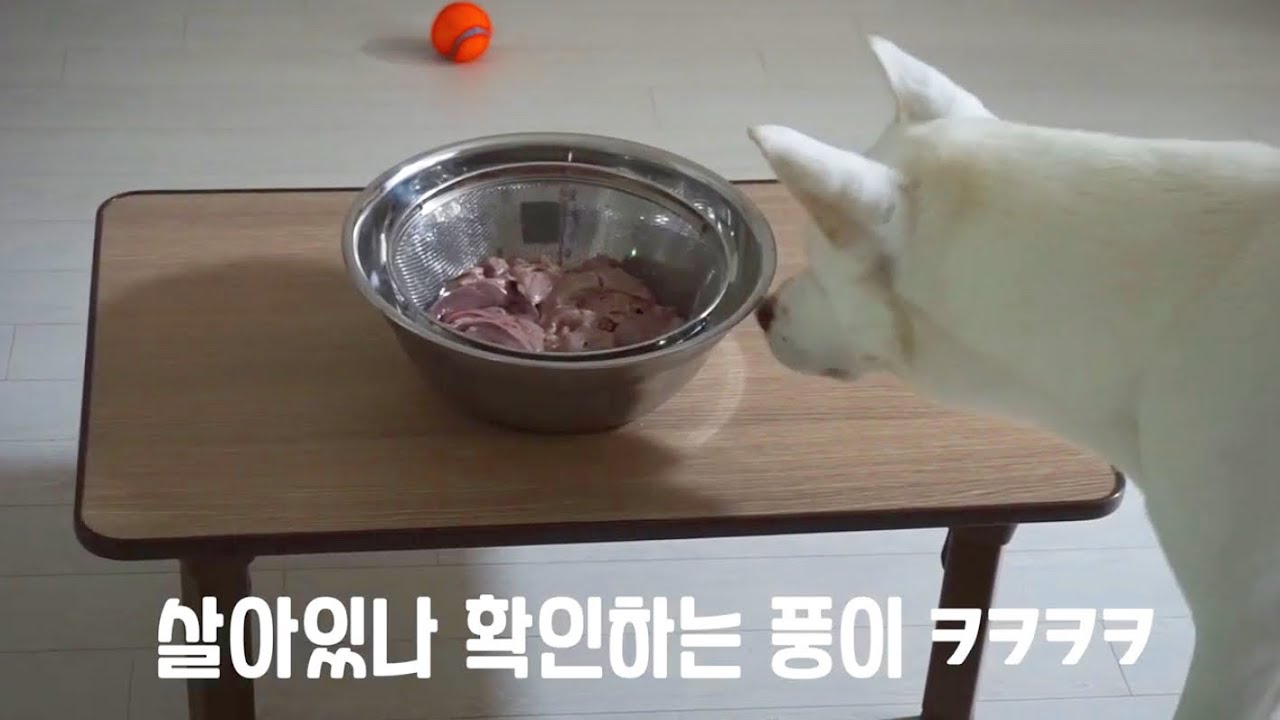 돼지 생간 처음 본 진돗개 반응은...? 수제간식 건조기 없이 만들기 (모견,노견 추천)