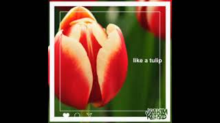 Joakim Karud - "Like A Tulip"