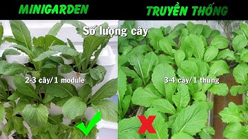 Trong rau sach treo tuong Minigarden