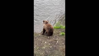 909jr and 910jr looking adorable on the bank 090522 HD