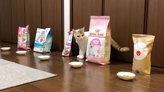 【猫フード】しろちゃんはどんなキャットフードが好きなのか、選んでもらいました　What is Siro's favorite cat food?