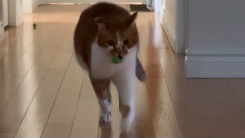 My Cat Bean Is Better Than Your Dog At Fetch