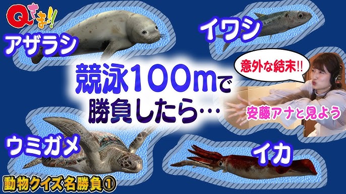 安藤アナ大興奮 Qさま 動物クイズ名勝負 Youtube