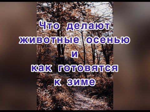 Что делают животные осенью и как готовятся к зиме