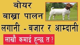 Boer Bakhra Palan In Nepal || बोयर बाख्रा पालन || Boer Goat farming In Nepal || 2019 ||