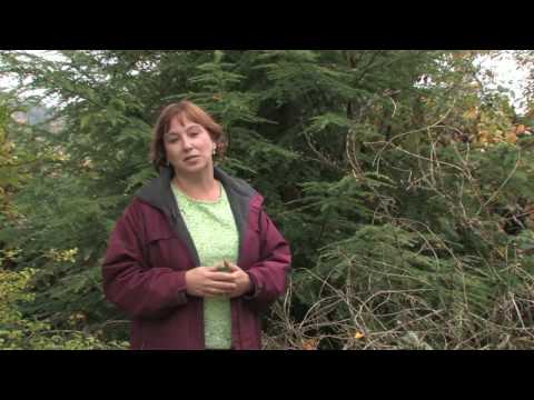 Tree & Plant Care : How to Grow California Redwoods