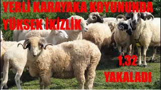 İKİZLİK NASIL YÜKSELDİ | ORDU KARAYAKA KOYUNU | 1,32 İKİZLİĞİ YAKALADI