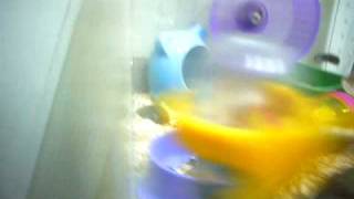 Hamster ~ P1070222 MOV
