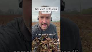 Why won’t my Peonies bloom?