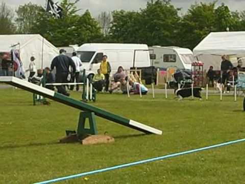 KC Olympia Agility Tunbridge Wells