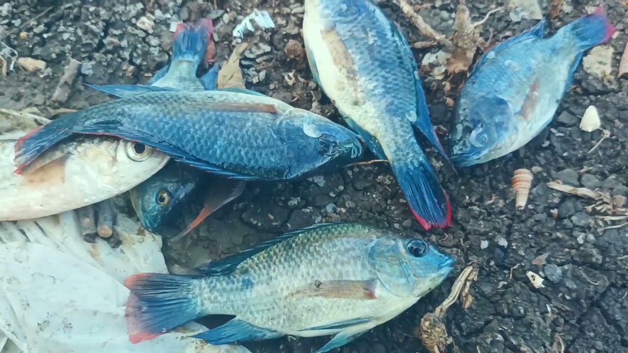 GAMPANG DAPAT IKAN || PANCING JARING NO.4