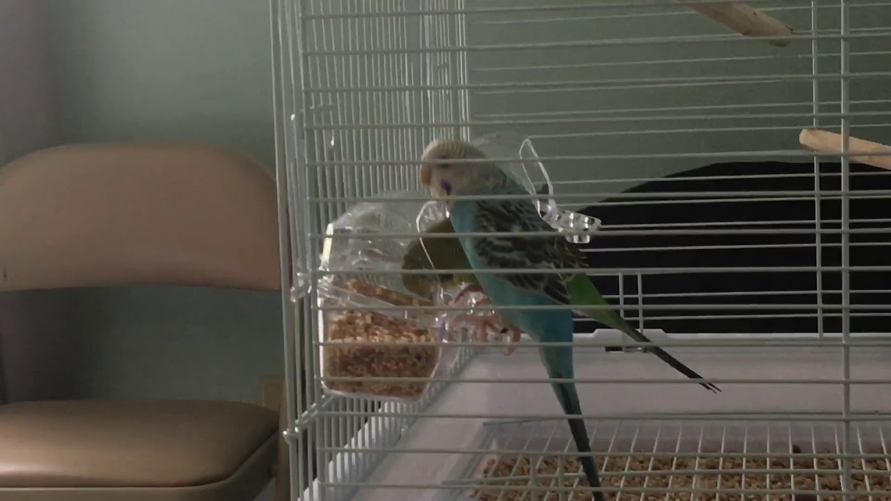 My birds eating YouTube