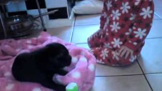 a baby staff playing with a 1 year old baby