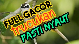 Download Lagu Masteran Trucukan Isian Cucak Ijo Full Gacor Langsung Nyaut MP3 Download Lagu Masteran Trucukan Isian Cucak Ijo Full Gacor Langsung Nyaut MP3