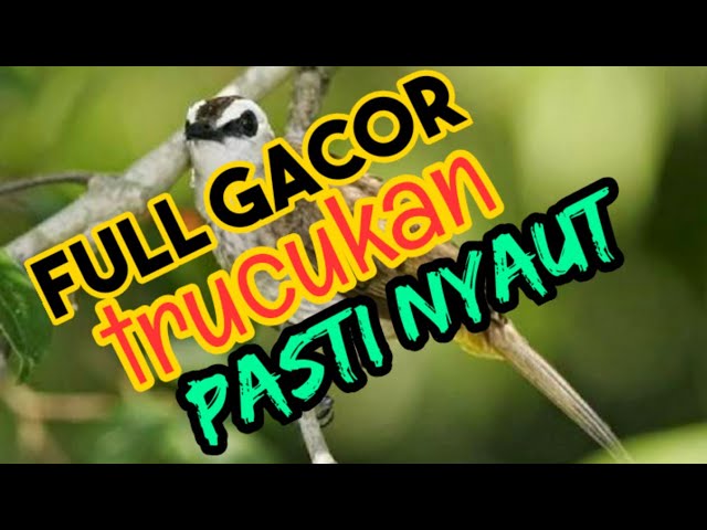 Masteran Trucukan Isian Cucak Ijo Full Gacor Langsung Nyaut class=