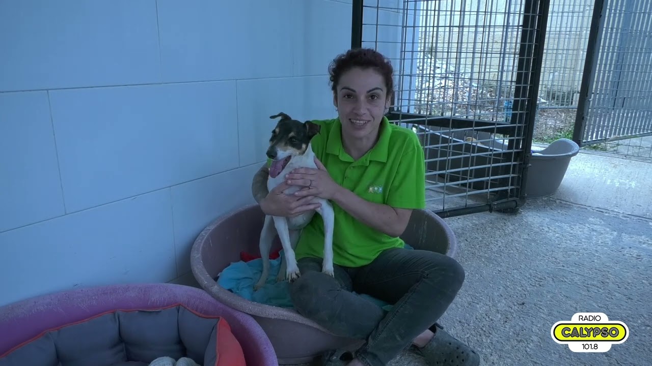 Kull kelb abbandunat għandu storja ta’ uġigħ ta’ qalb, iżda wkoll futur mimli tama.