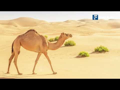 Video: Cilat janë karakteristikat e shkretëtirës?