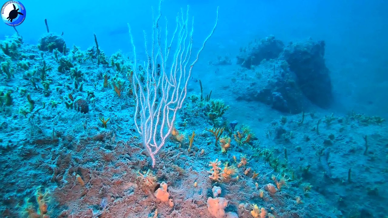 eunicella  cavolini in secca profonda