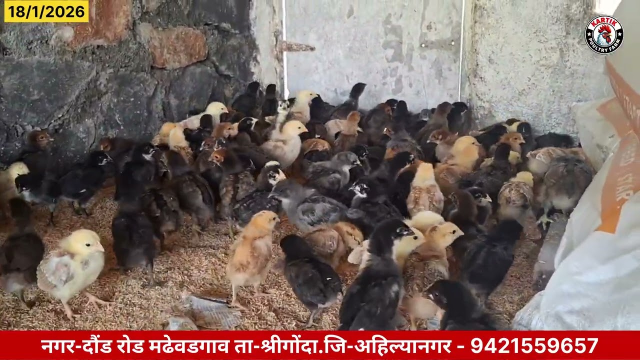 Kartik Poultry Farm | बॅच नंबर 45 आज 15 वा दिवस | कावेरी गावरान कोंबडीपालन | 