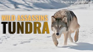 Wild Assassins: Secrets of the Frozen Hunters | National Geographic Hindi | Wildlife Documentary