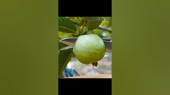 Cutting guava fruit | ASMR #asmr #aiart #asmrvideos #satisfyingvideo #fyp #satisfying #aivideo