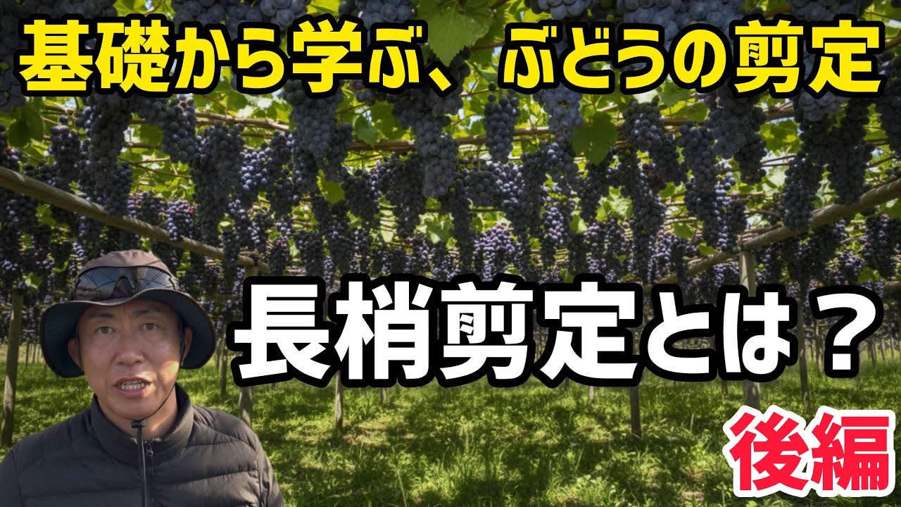 「ぶどうの作業」基礎から学ぶ、ぶどうの剪定！長梢剪定とは？〜後編〜