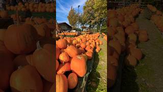 Pumpkins Galore! 🎃 #Pumpkins #Kürbis #Halloween #Autumn #Sunny #Smashingpumpkins