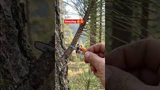 Can a Tiny Chainsaw Cut a Pine Tree Branch? 🌲🪚 #chainsaw #survival #ytshorts #shortsfeed #shortvideo