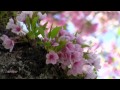 Мелодия души.. ВЕСНА (Mehdi - The First Day of Spring)