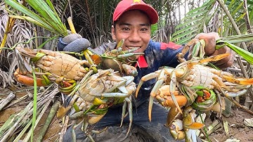 Truy Sát Tóm Ngọn Bầy Cua Trong Khu Gần Nhà 