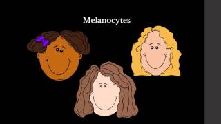 Piebaldism Diseases - Development Of The Cells Of The Neural Crest