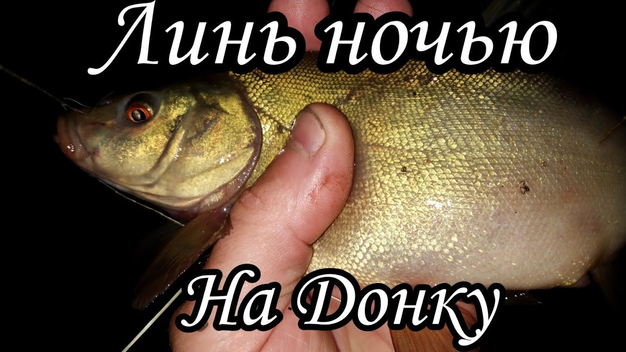 Линь на волге