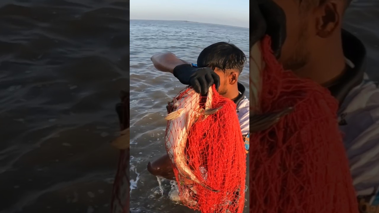 जाळीत सापडला मोठा हेकरू मासा. giant grouper fishing. Mumbai Indian fishing #grouper #beachfishing