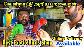 TAMED EXOTIC BIRDS |  பேசும் வெளிநாட்டு பறவைகள் | BIRDS FOR SALES | MUFASA PET SHOP | CHENNAI