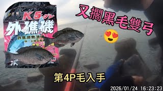 2026-1-24 毛多多~又擱黑毛雙弓#滿點生技#外礁磯#酒釀白磯奴#磯釣#黑毛
