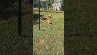 Cats Chasing a Dog with a String