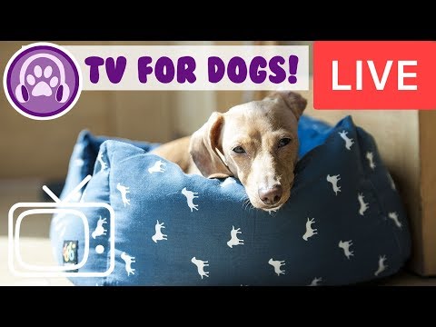 TV for Dogs! Nature and Bird TV to Entertain Dogs with Relaxing Music!