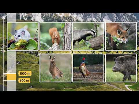 Video: La natura di montagna: animali e piante