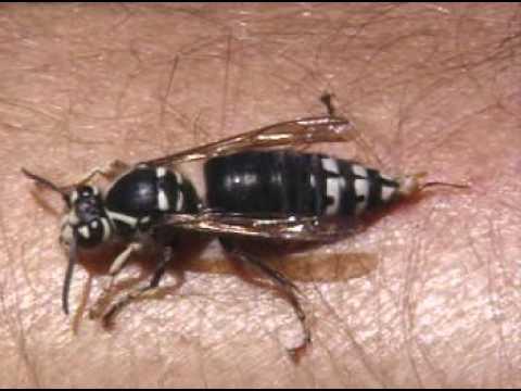 ⁣Deadly Bugs - Documentary