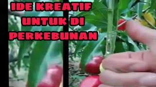 Ide kreatif untuk perkebunan || kreatif banget