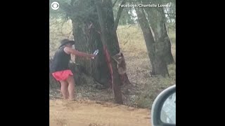 Koala Drinks Water