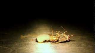 Tsetse Fly Giving Birth.